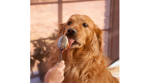 National Peanut Butter Day. Dog eating peanut butter. Peanut butter dog treats. Homemade peanut butter dog treats