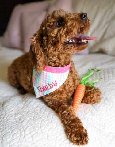 Personalized Gingham Dog Bandana modeled by a mini red poodle. Easter basket goodies for dogs.