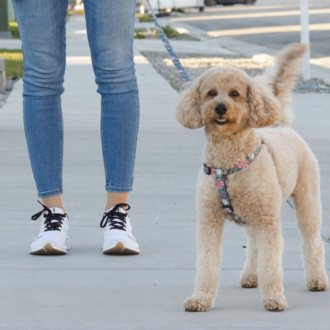 A golden poodle mix looks at the camera excitedly, with a harness and leash on.