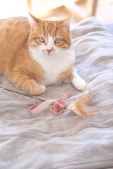 Ginger cat loves velvet ribbon