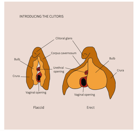 Clitoris diagram