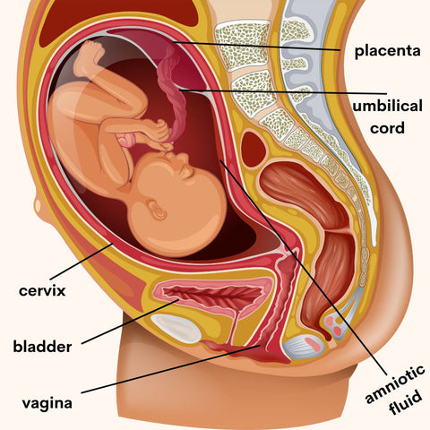 Pregnancy Incontinence
