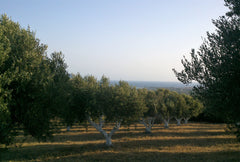 Olivenhain - EliTsa's Neroula Olivenöl nativ extra