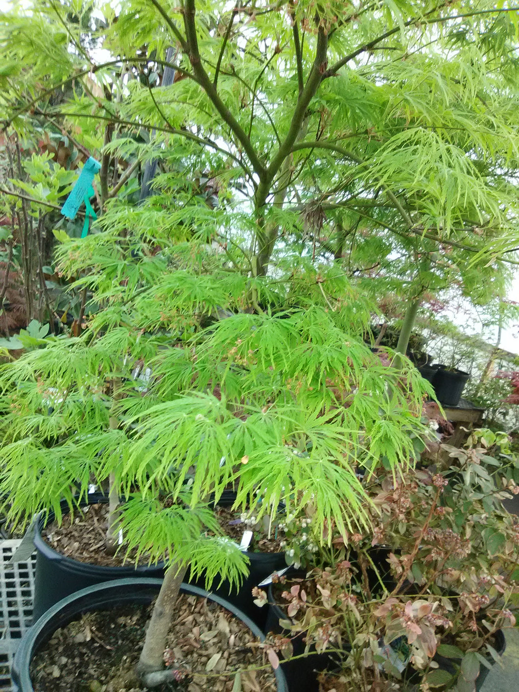 waterfall japanese maple size