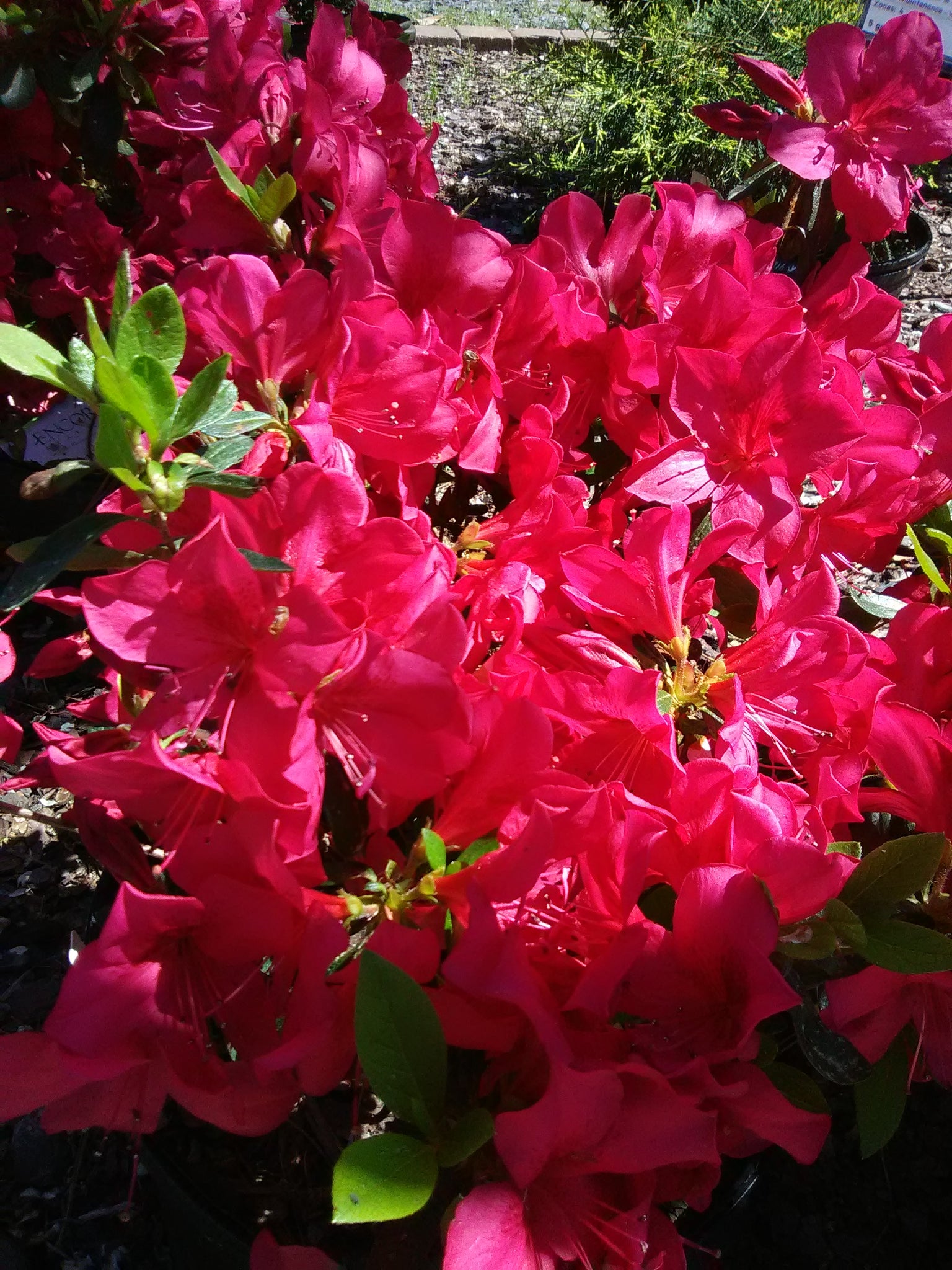 autumn bonfire azalea