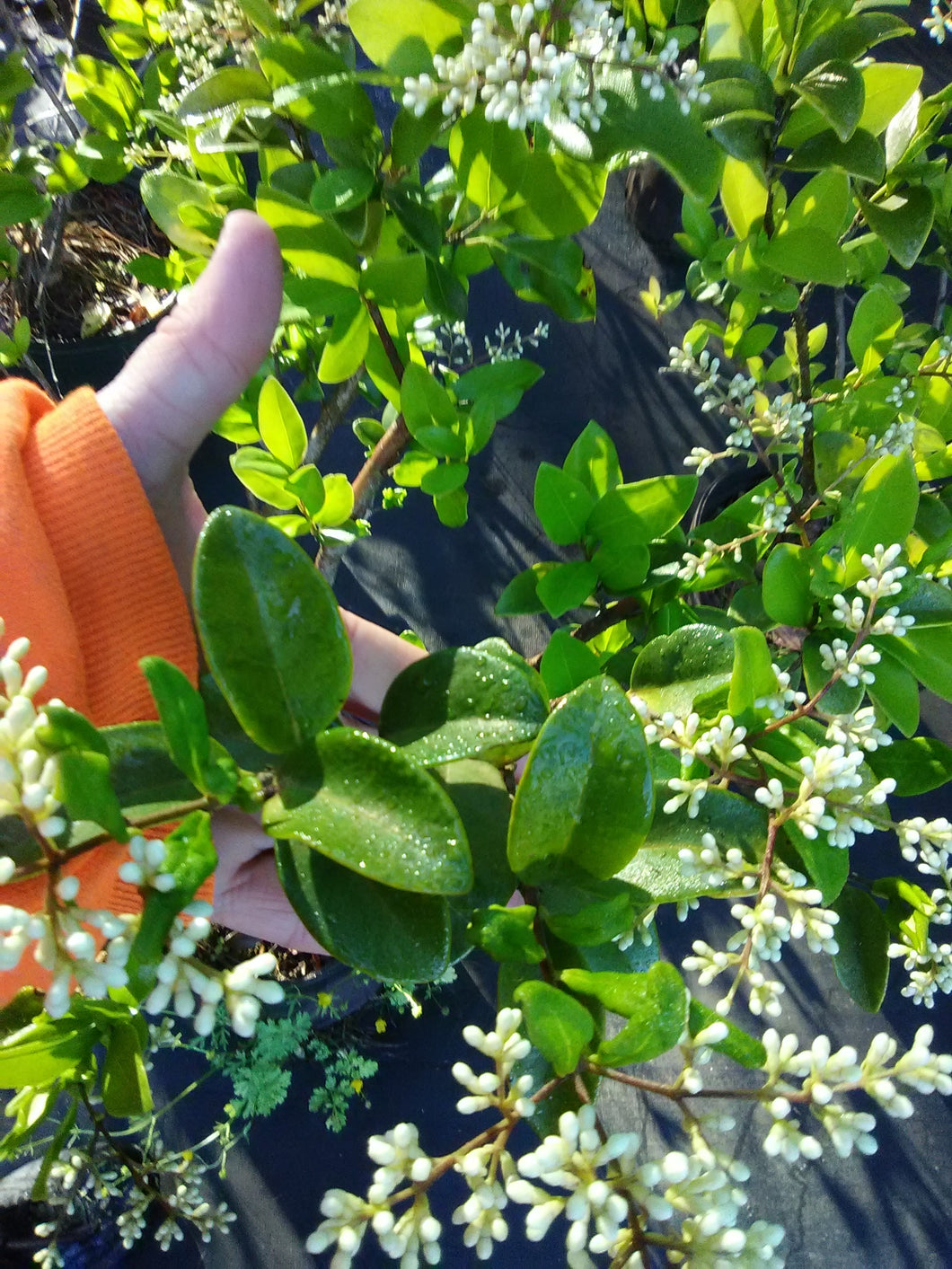 japanese ligustrum tree