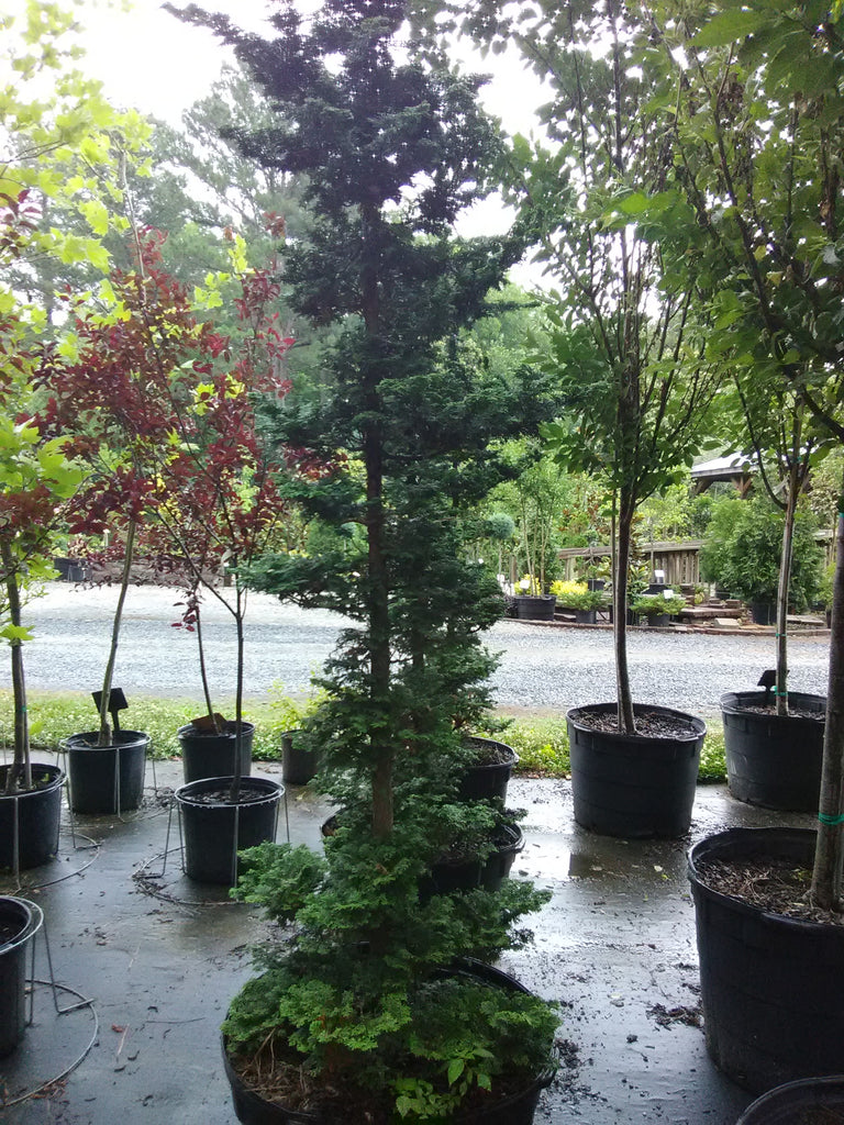 slender hinoki cypress