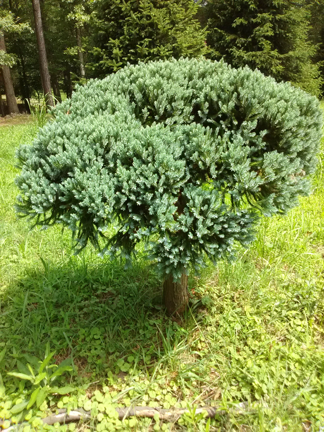 blue-star-juniper-topiary-toms-creek-farm-nursery