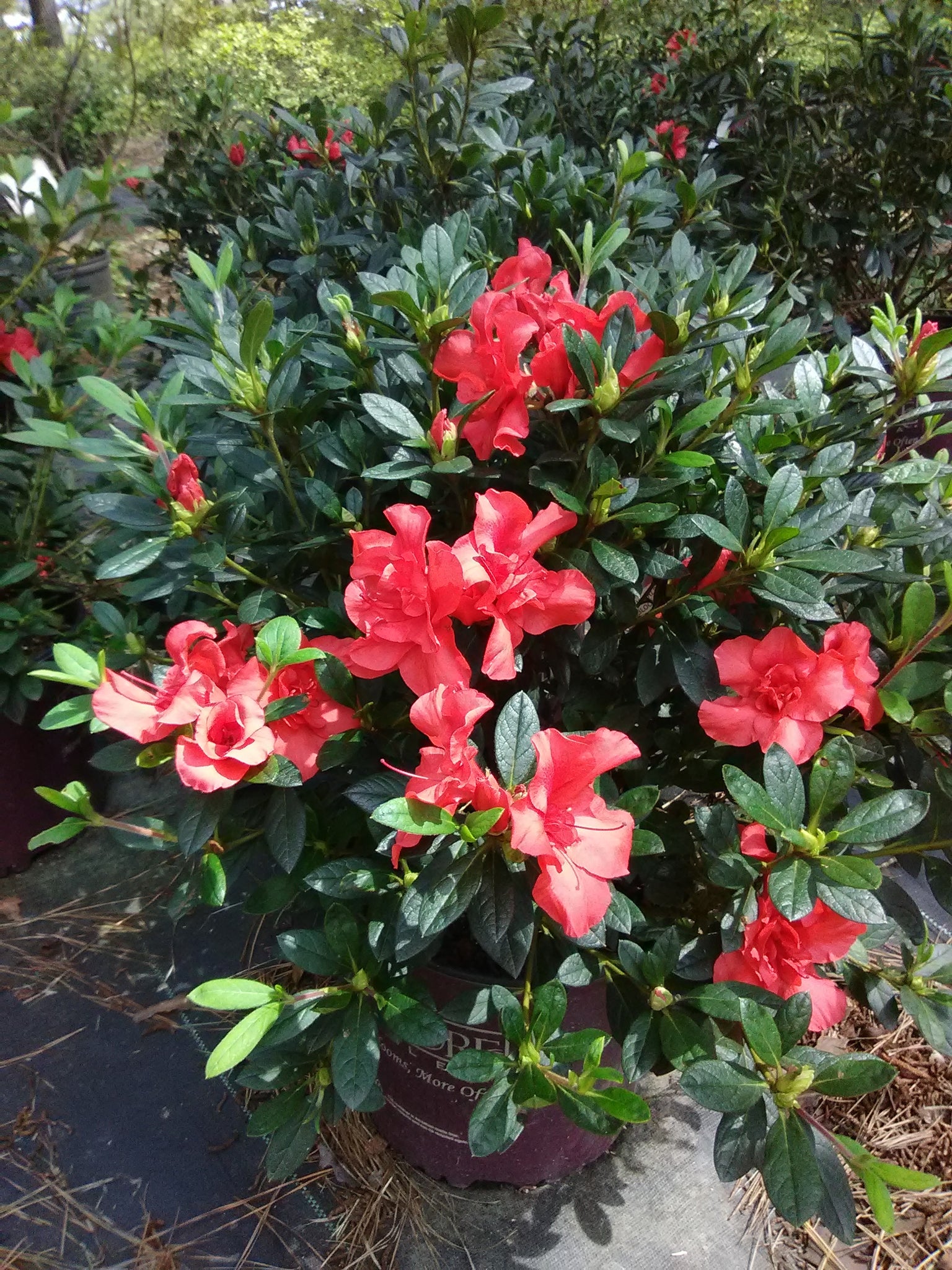 autumn embers azalea