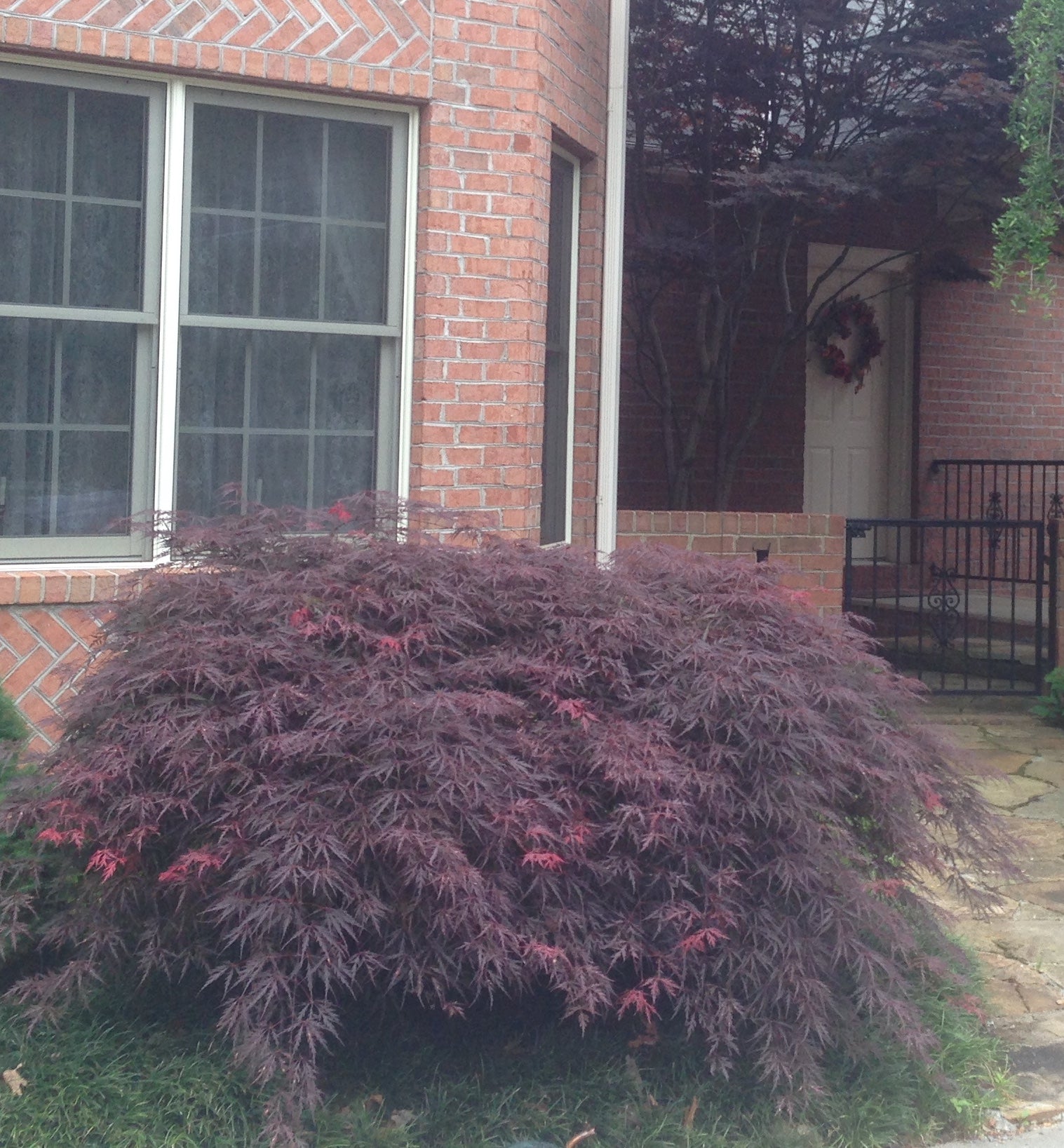 tamukeyama japanese maple in container