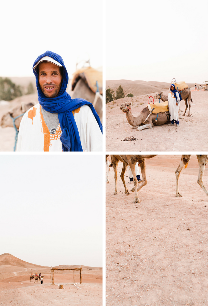 berber camels in morocco