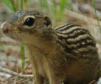 gopher