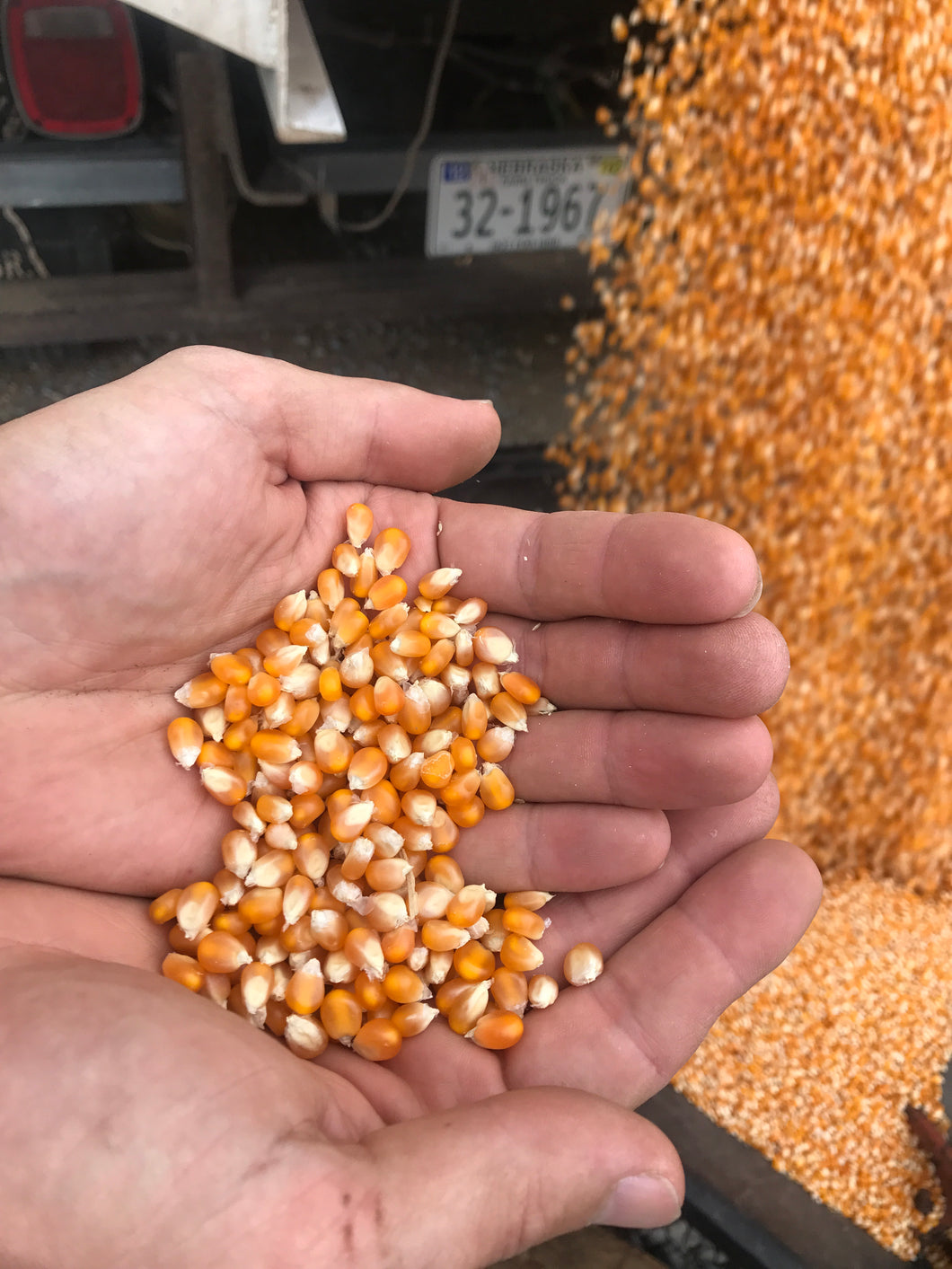 Omega Mushroom, 50 lb Bulk Bag: Farm Fresh Non-GMO Popcorn – Free Day Popcorn Company