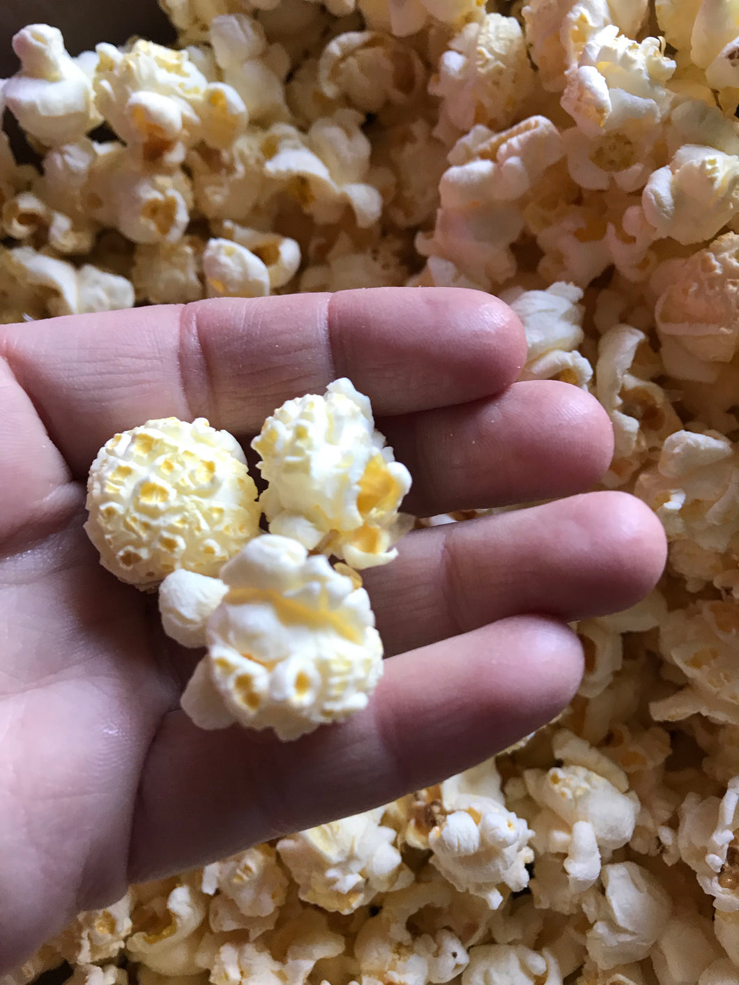 Omega Mushroom, 50 lb Bulk Bag: Farm Fresh Non-GMO Popcorn – Free Day Popcorn Company