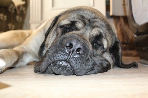 Dog sleeping on the floor