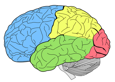 Illustration of a brain with five sections colored differently