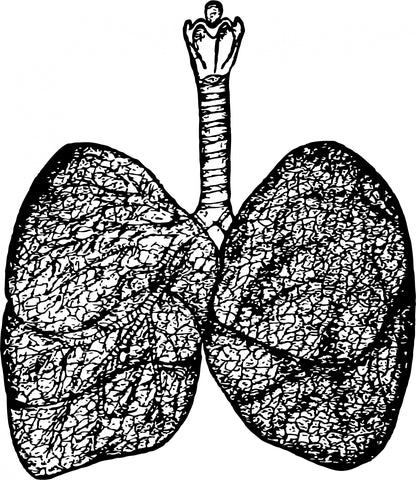 Black and white illustration of human lungs