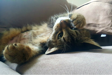 Cat lying on its back on a couch. 
