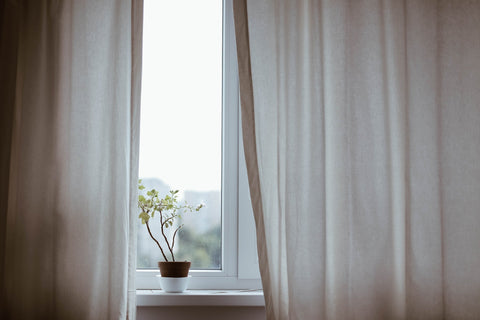 Plant on a window sill with blinds partially closed.