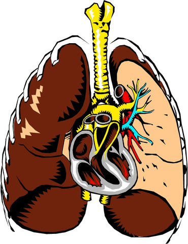 Heart and lung health are directly linked.