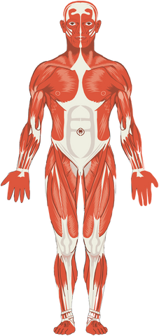 Muscle groups of the human body.