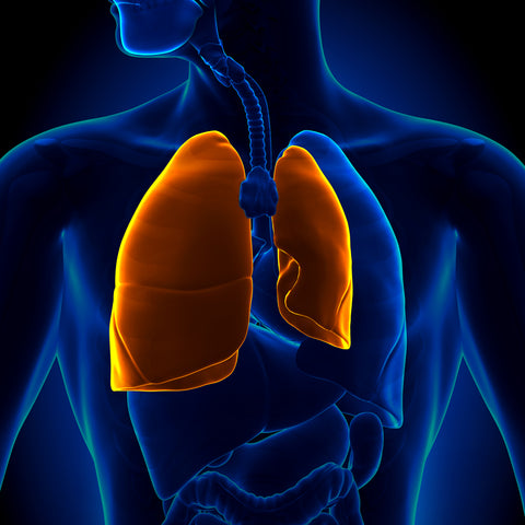 Computer-generated image of a human body and the lungs.