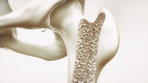 Close-up of plastic skeleton with osteoporosis.