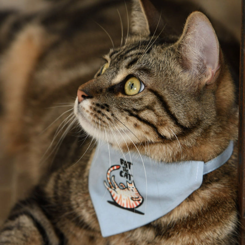 Cat collar - Fat The Cat – Petsochic