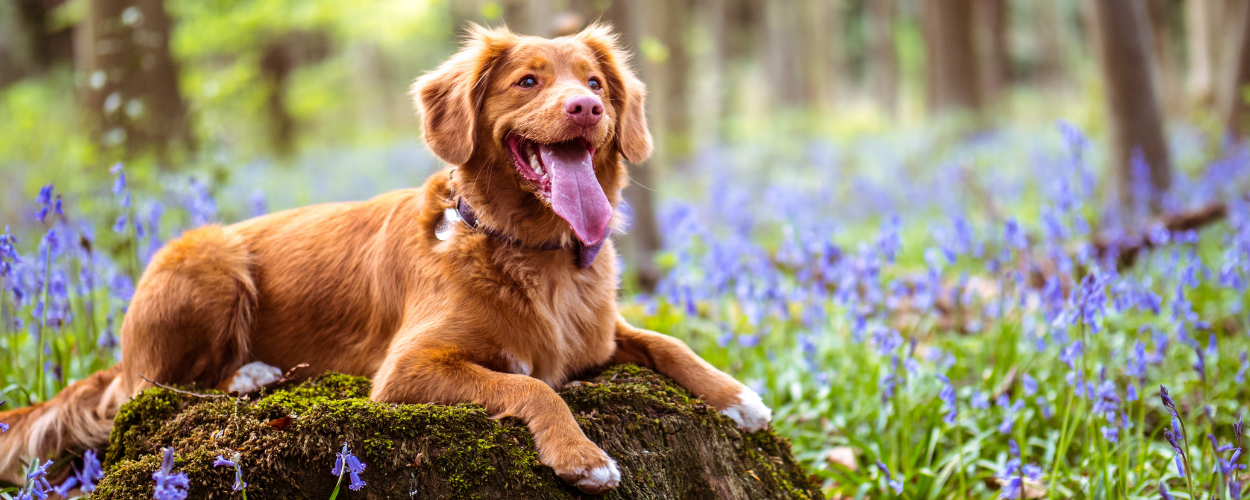 Veterinarians Are Changing The Present for Animals banner