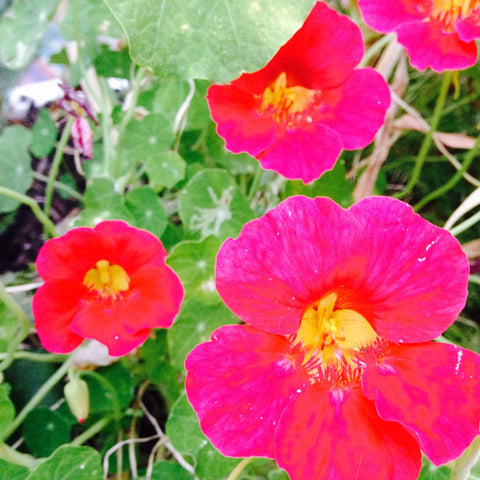 Edible Flowers