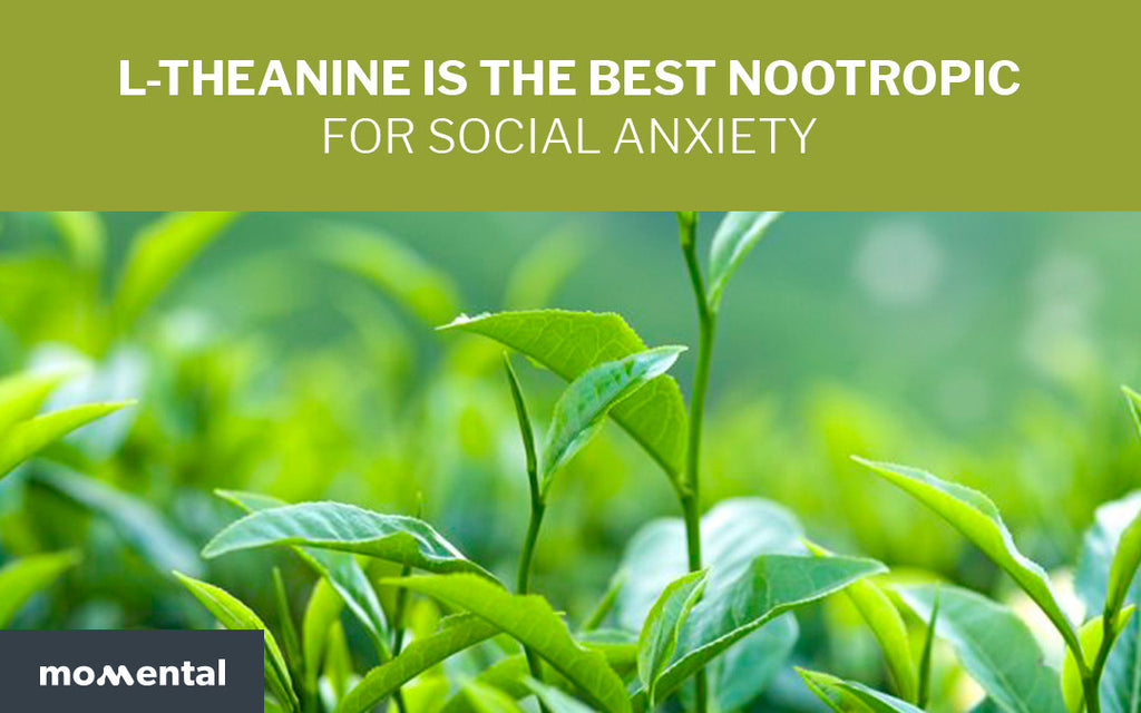 L-theanine is the Best Nootropic for Social Anxiety | Momental Nootropics
