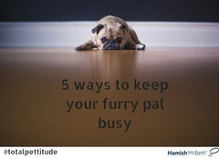 HOLIDAYS ARE OVER – 5 WAYS TO KEEP YOUR FURRY FRIEND BUSY