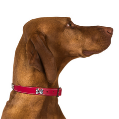 Hamish McBeth Dog Collars