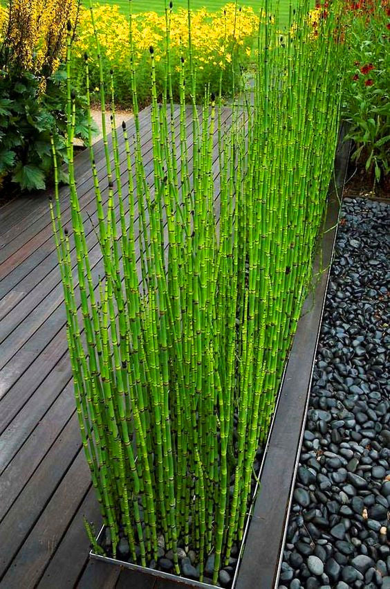 bamboo moso