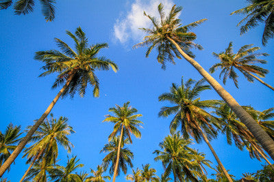 Coleção de verão