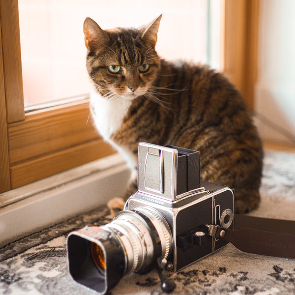 A cat sat by a Hasselblad camera.