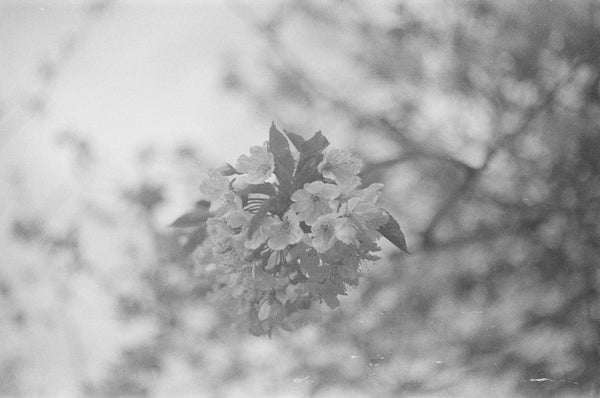 A black and white flower with a blurry background.