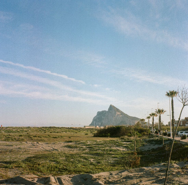 The rock of Gibraltar with some palm trees.