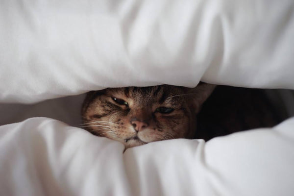 A cat with its head in between some fluffy pillows.