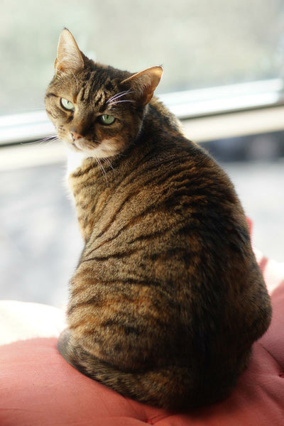 A portrait of a cat sat on a pillow.