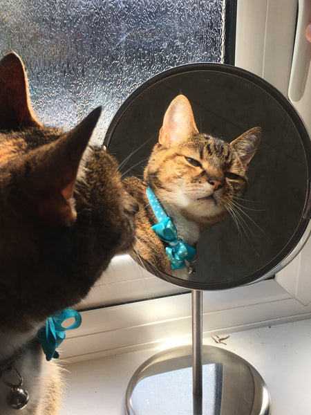 A cat looking at its reflection in a makeup mirror.