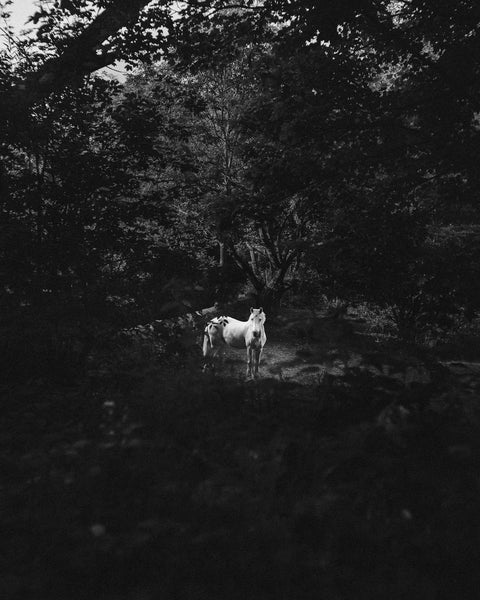 A white horse in the middle of the dark forest.