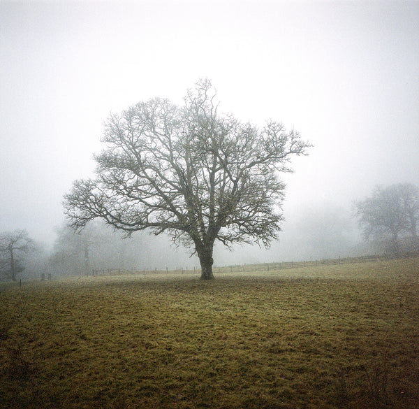 A large tree in the centre of an open, foggy field.