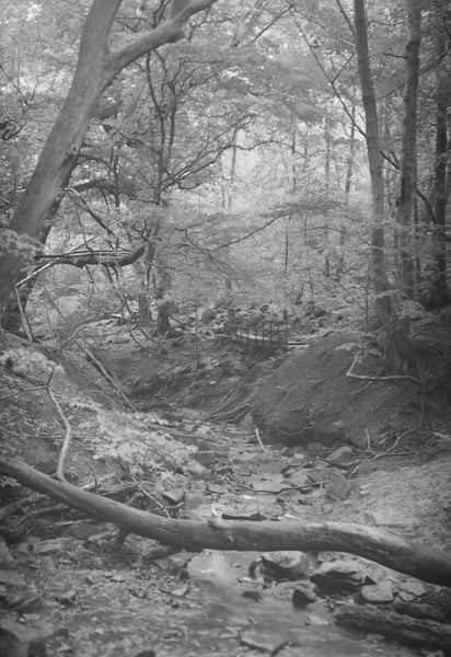 A black-and-white fallen branch in the middle of a forest clearing.