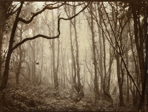 A sepia print of an ominous forest.