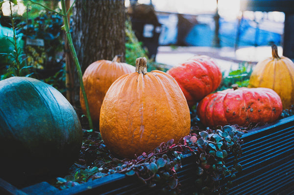 A variety of vibrant pumpkins.