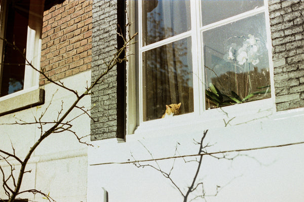 A cat basking in the sun, through a window.