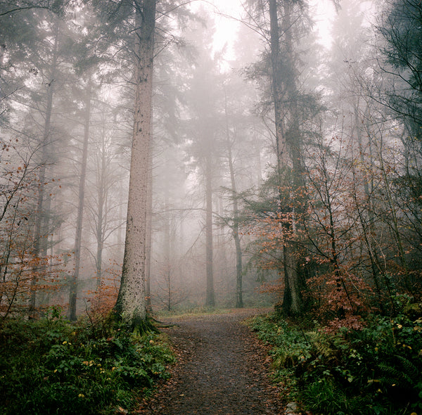 A foggy forest, with two tall trees in the centre.