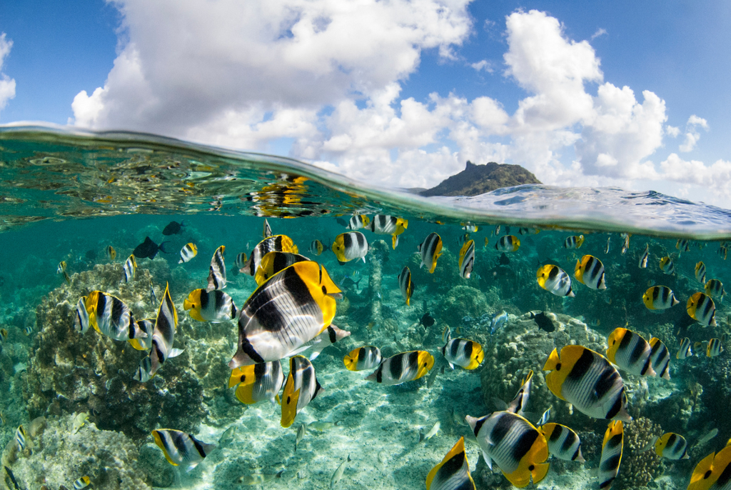 Foto des Ozeans mit Fischen