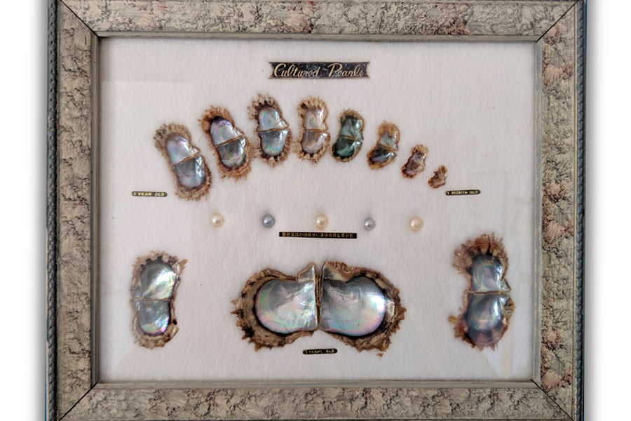 Pinctada Fucata Martensi, die Muschel aus Akoya-Perlen von einem Monat bis zu 3 Jahren